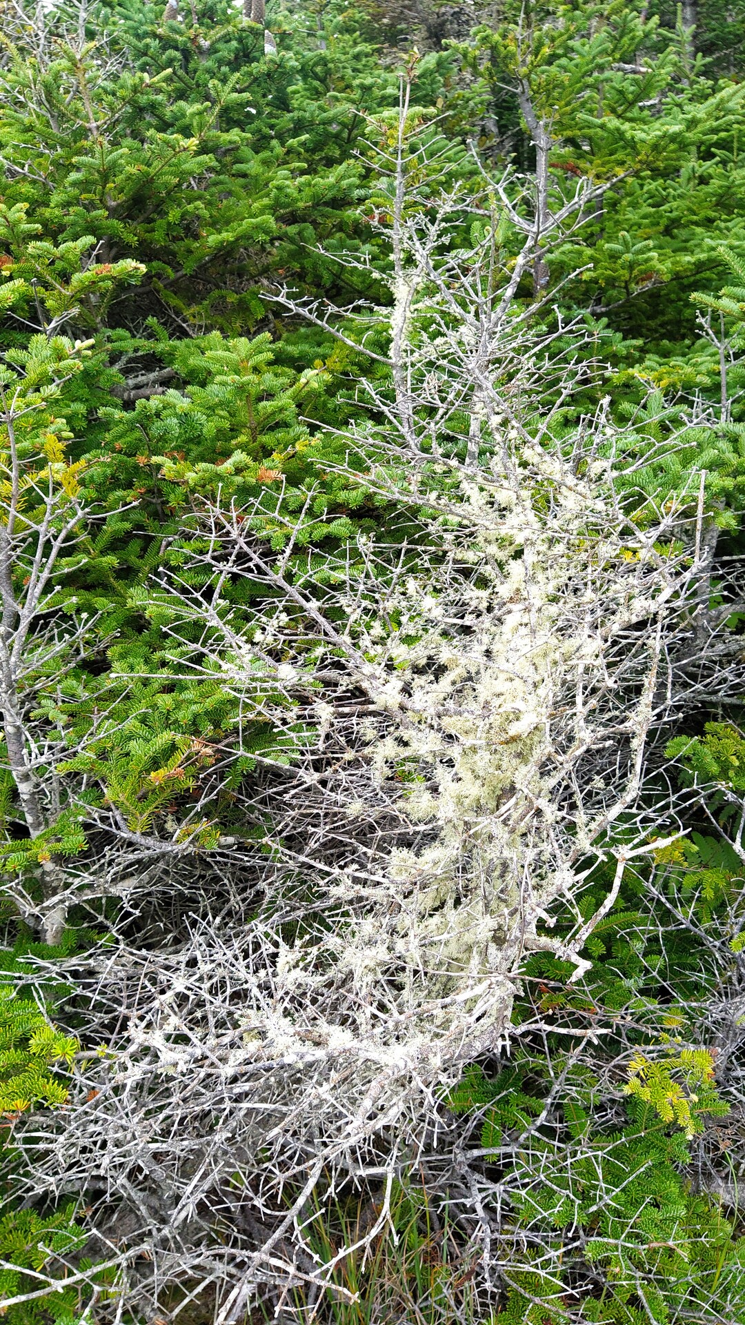 Ternuako ehundurak 4